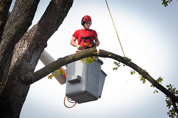 How Our Tree Care Process Works  in  Williamsport, OH