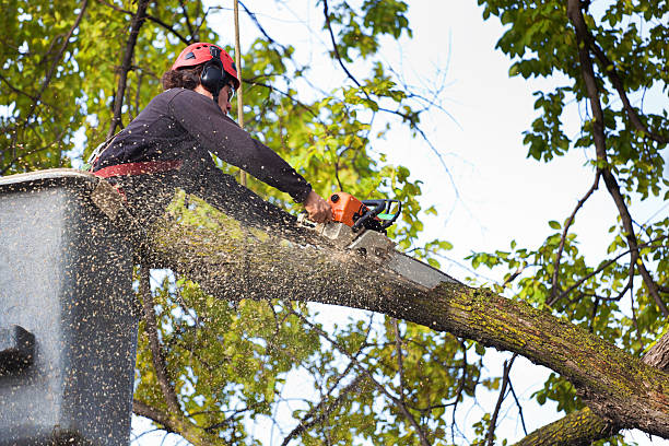 Reliable Williamsport, OH Tree Removal Solutions